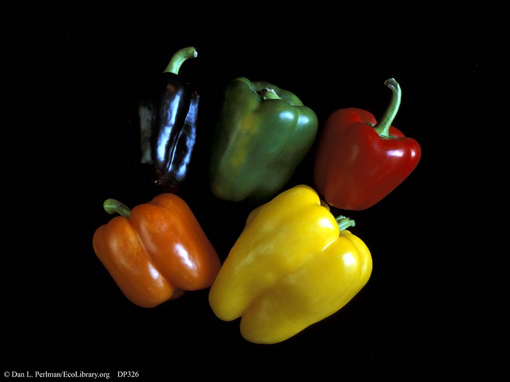 bell pepper